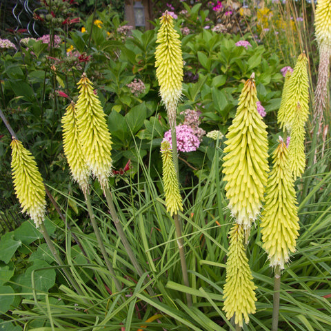 Kniphofia Planting Guide – Easy To Grow Bulbs