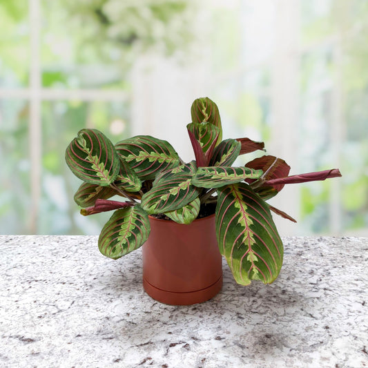 Maranta - Prayer Plant Houseplant