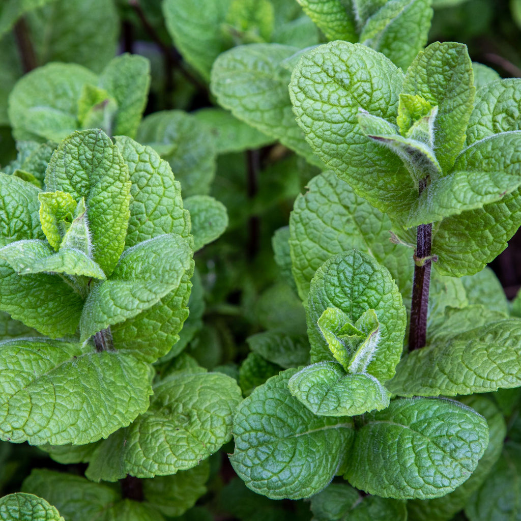 potted mint