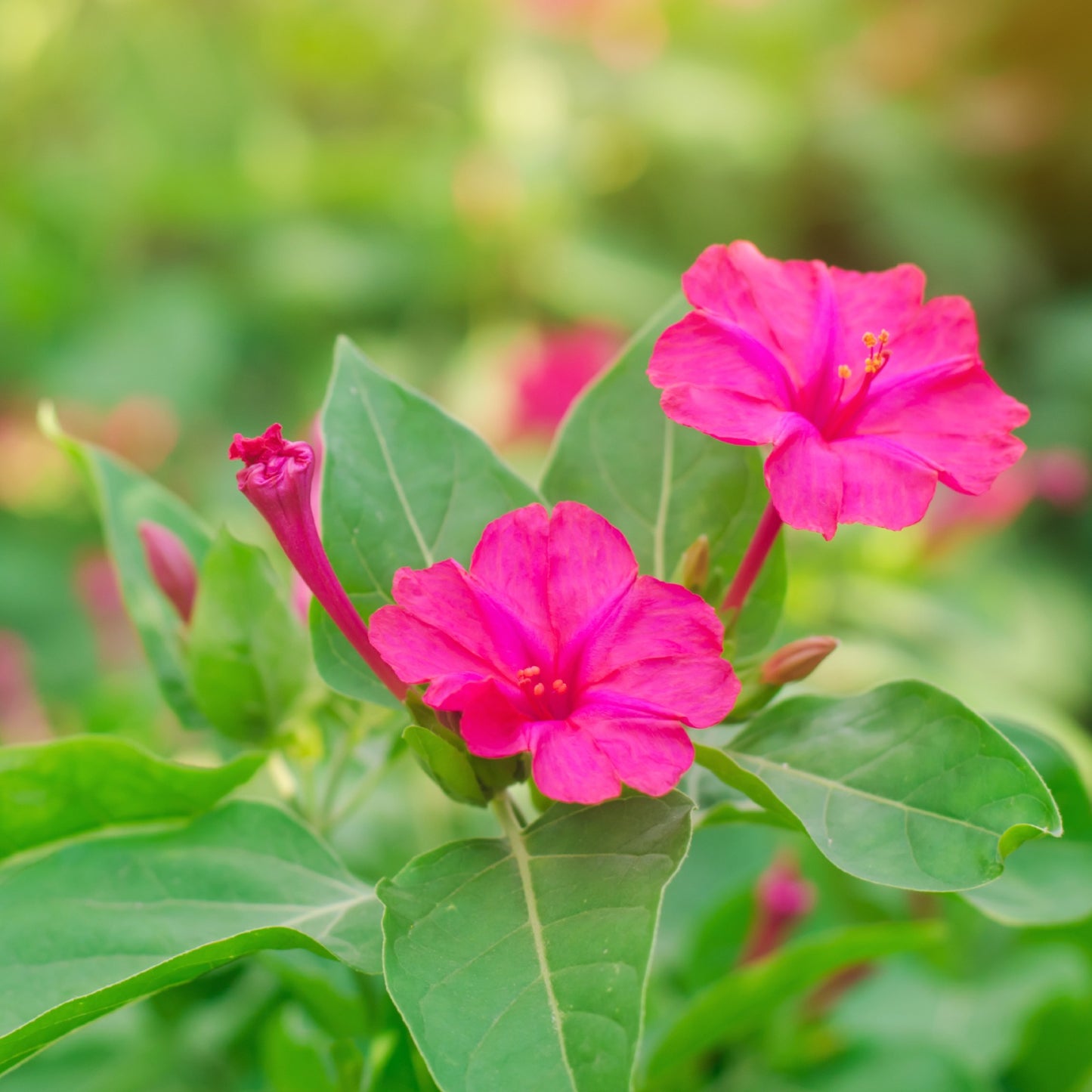 hot pink Mirabilis flowers