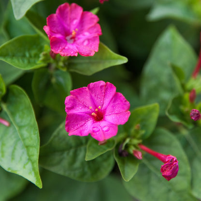 hot pink Mirabilis Jalapa flowers