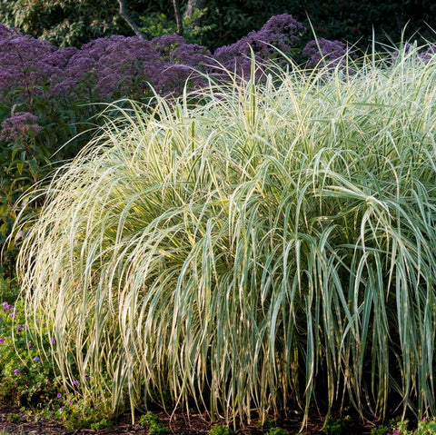 Stunning Decorative Starter Grasses For Sale Online – Easy To Grow Bulbs