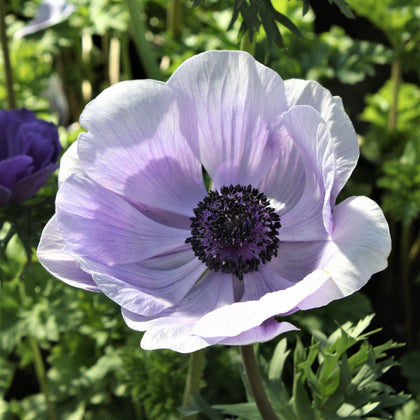 Lavender Italian Anemone Bulbs For Sale | Mistral Plus Azzurro – Easy ...