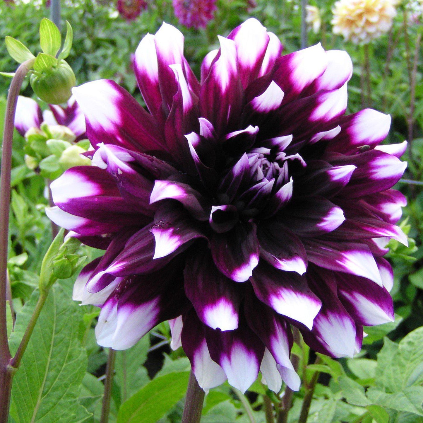 Bright Wine & White Dahlia Bloom