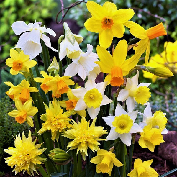 Daffodil Narcissus Mix 60 Days of Daffodils 50 Bulbs