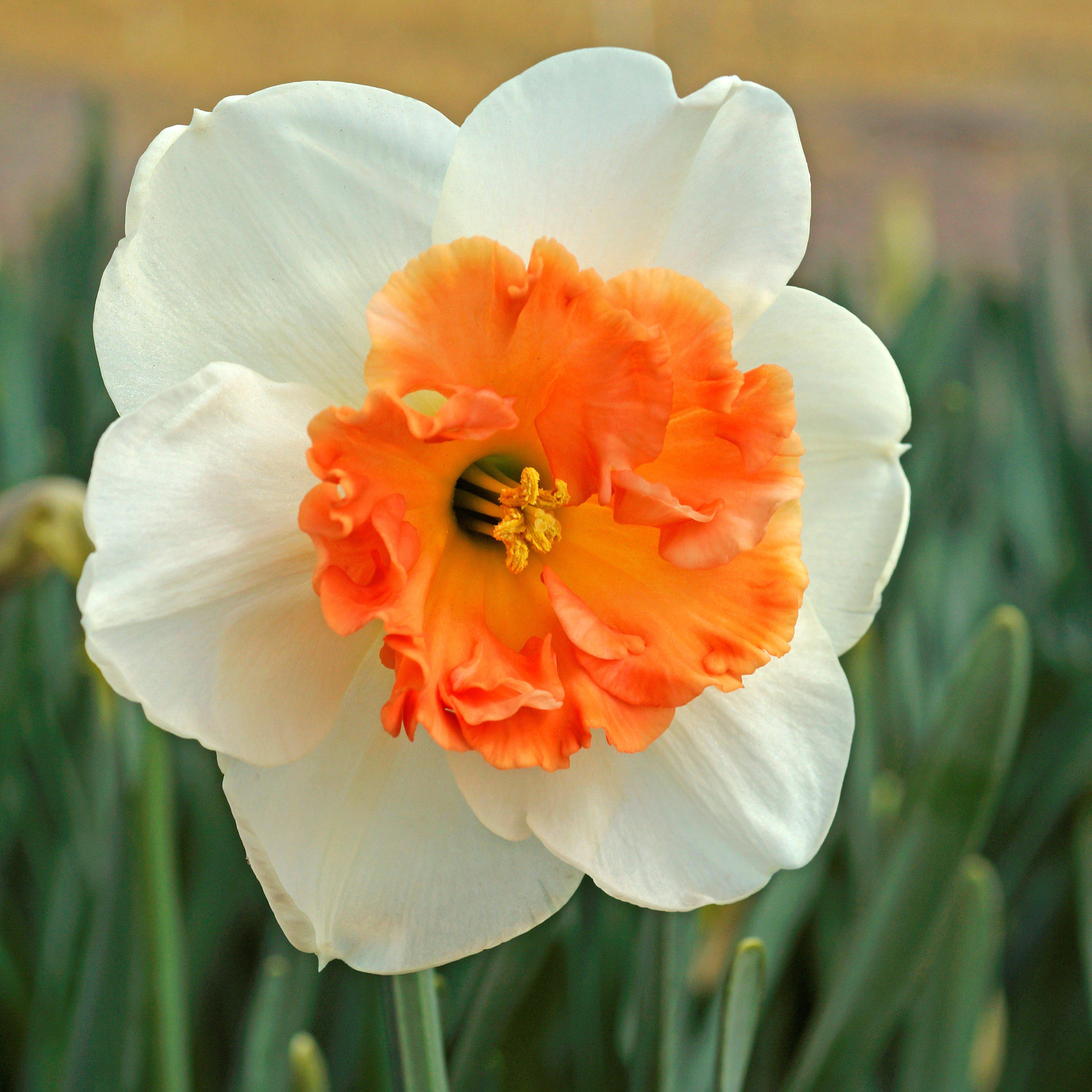 Gorgeous Ruffled Narcissus Bulbs For Sale Online | Precocious – Easy To ...