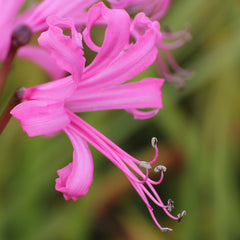 Nerine Bulbs for Sale – Easy To Grow Bulbs