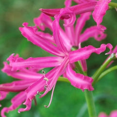 Nerine Bulbs for Sale – Easy To Grow Bulbs