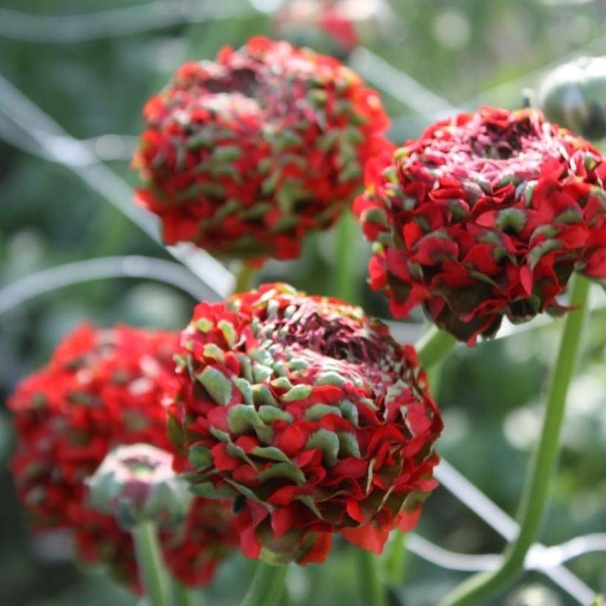 Red and Green Two-Toned Draco Italian Ranunculus Blooms