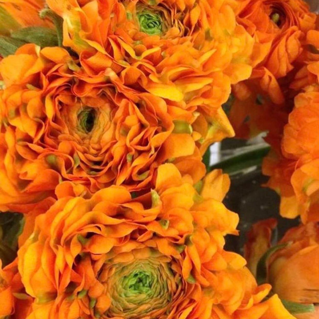 Orange "Garfield" Italian Ranunculus