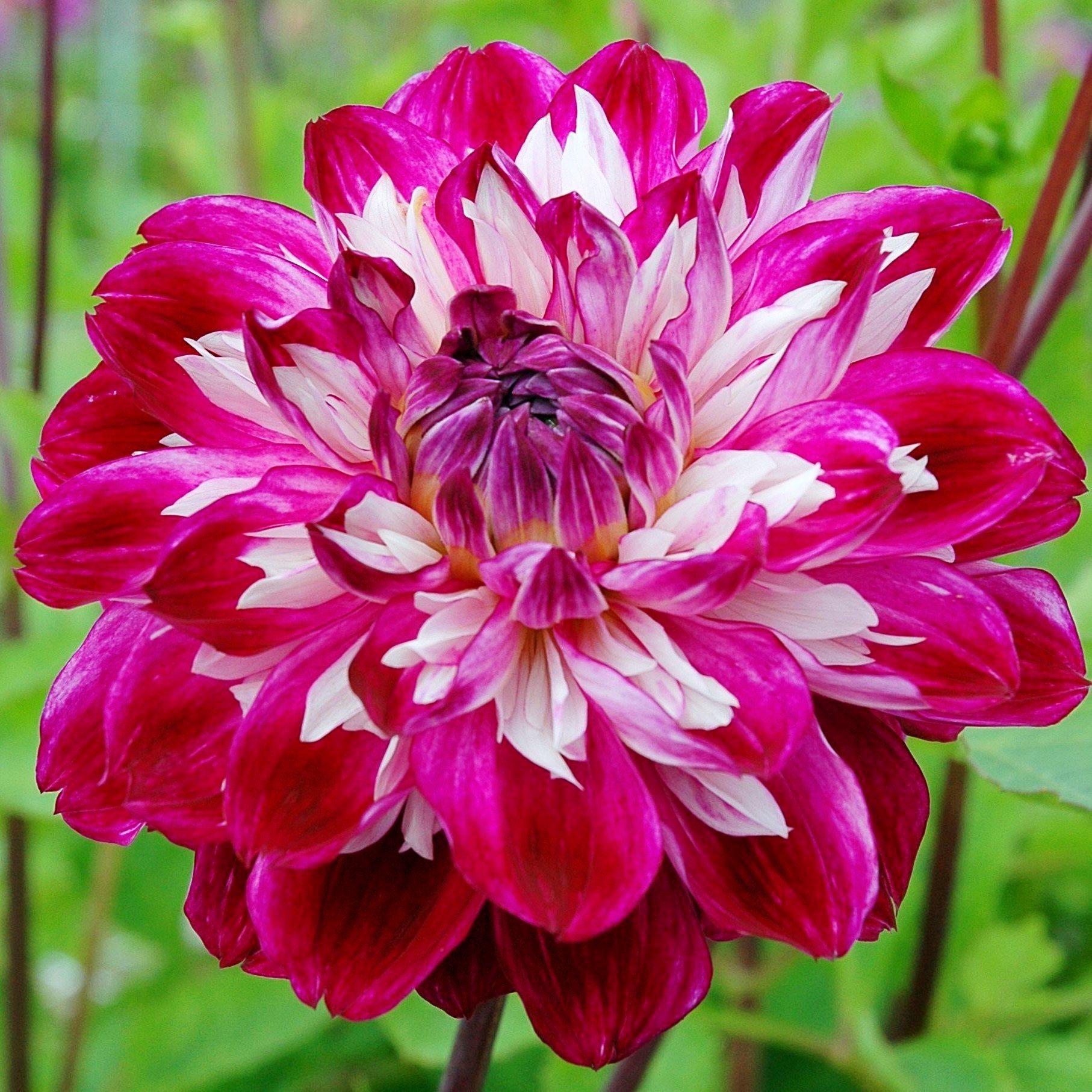 Dahlia Optical Illusion