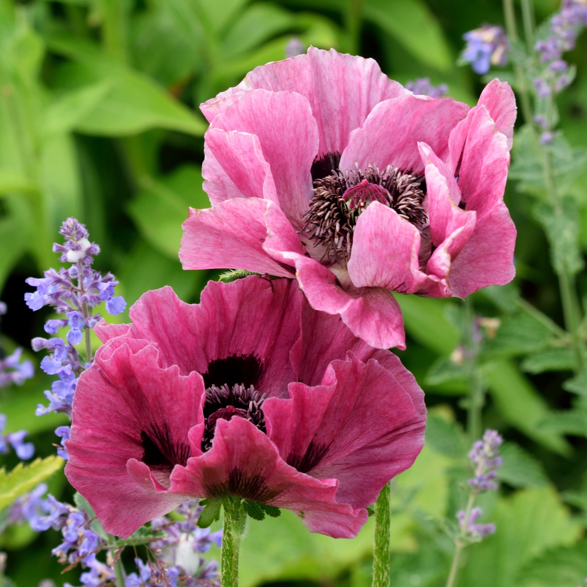 Little Patty's Plum Poppy