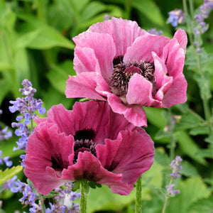 Vibrant Starter Plant For Sale | Oriental Poppy (Papaver) – Easy To ...