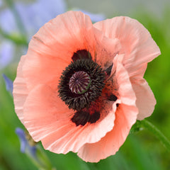 Poppies (Papaver) - add beauty and charm to your garden!