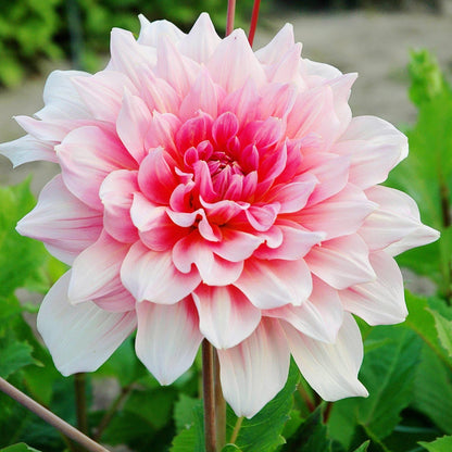 Otto's Thrill Dahlia Close Up Bloom