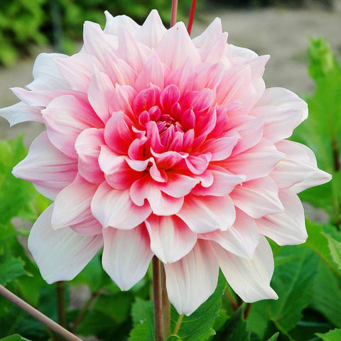 Dahlia Planting & Growing Guide - Easy to Grow – Easy To Grow Bulbs