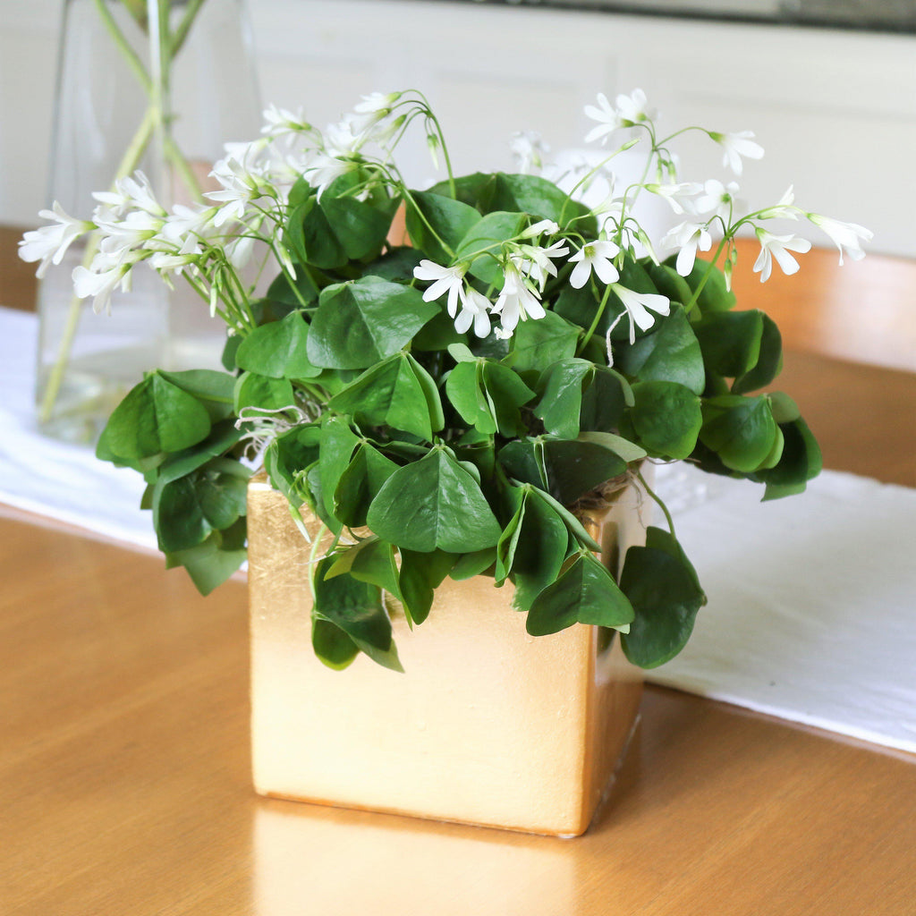 Small Flowers with Scalloped Pot 231-7034