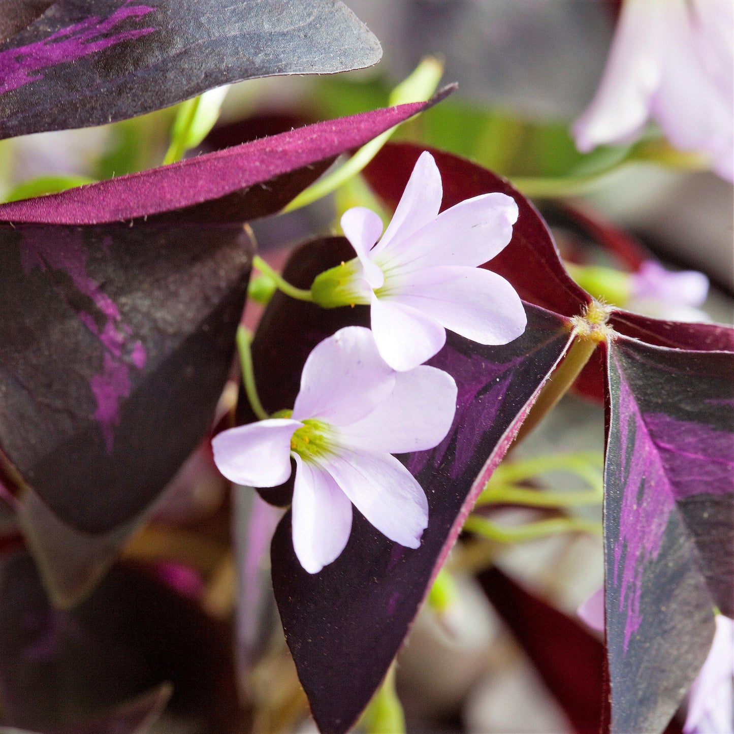 Extreme Close Up White Flower on Oxalis Triangularis 