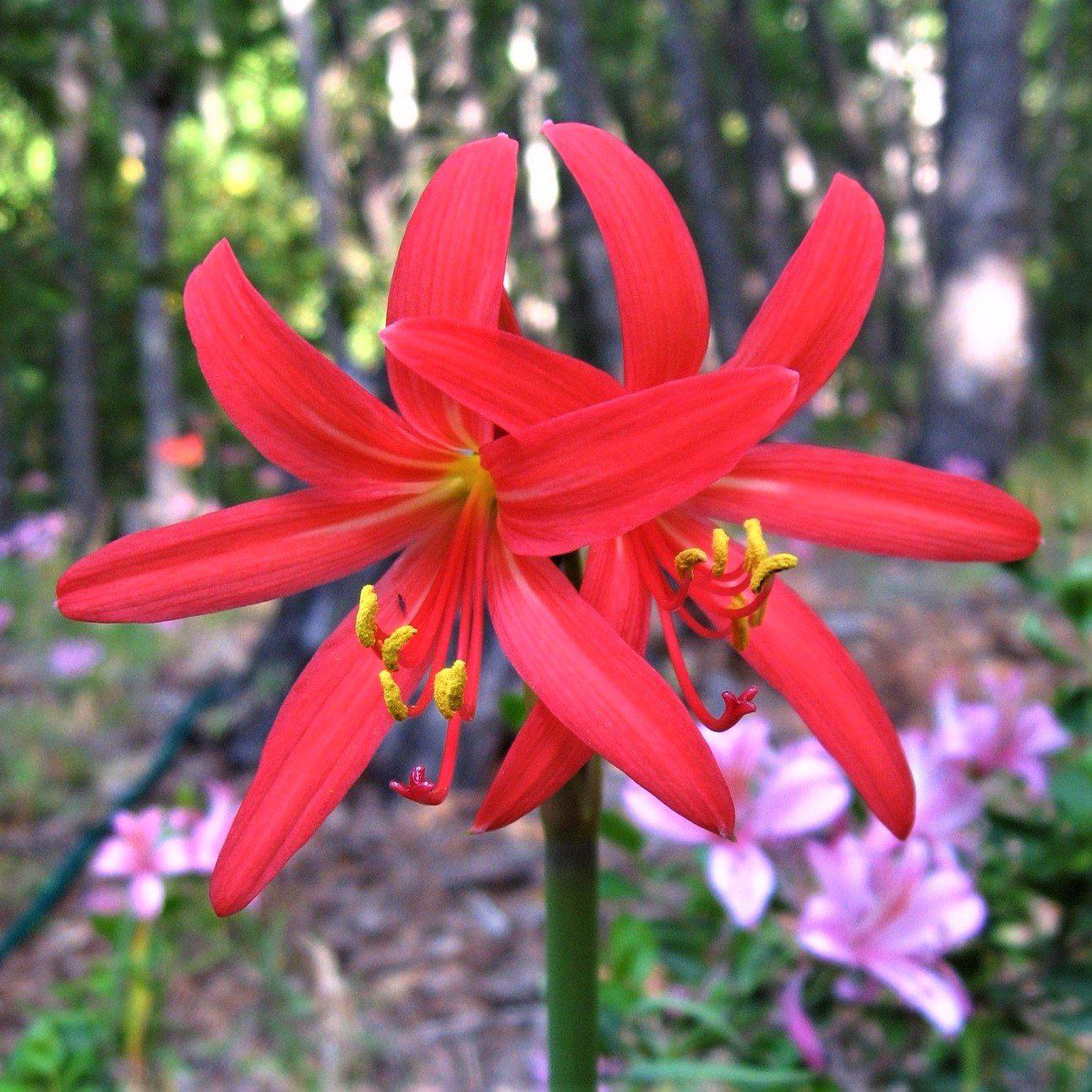 Oxblood Lilies - Rhodophiala Bifida