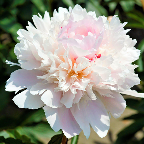 Beautiful White Peony Bulbs For Sale 