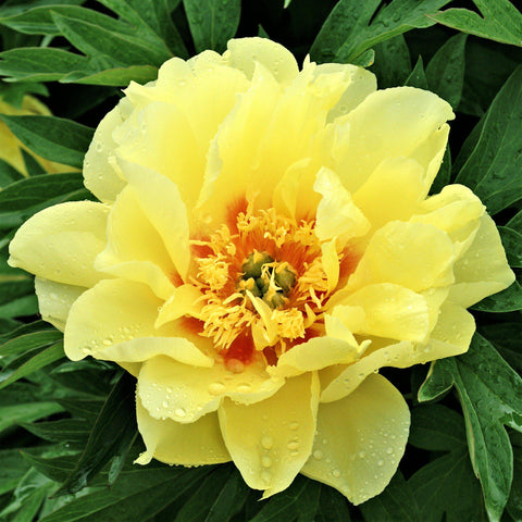 Long-Lived Peony Bulbs For Sale Online | (Fragrant) – Easy To Grow Bulbs