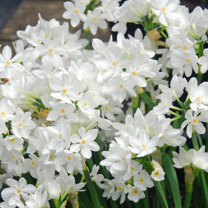 Narcissus - Paperwhite Ariel (17+ cm)