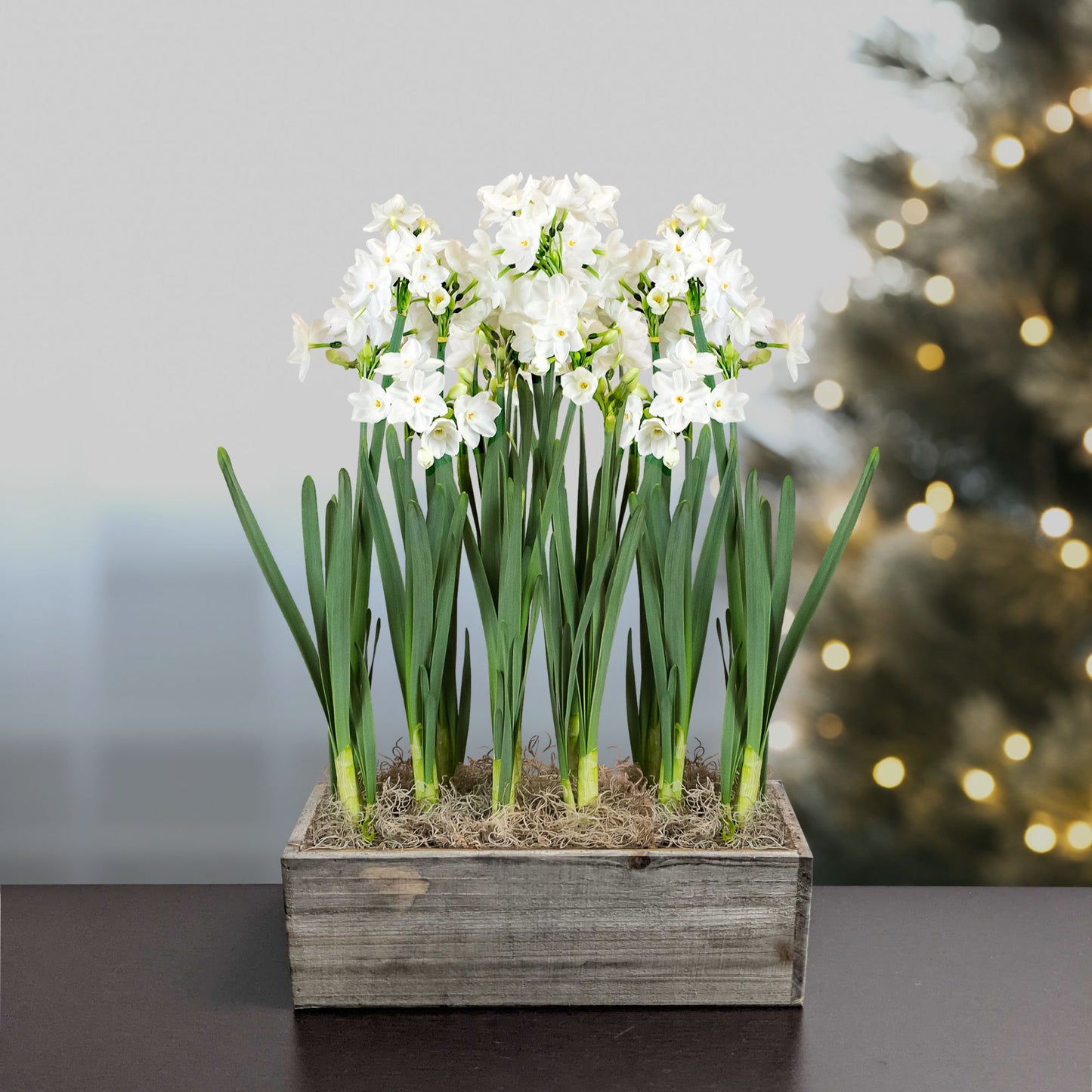 paperwhite gift in wood rectangle planter