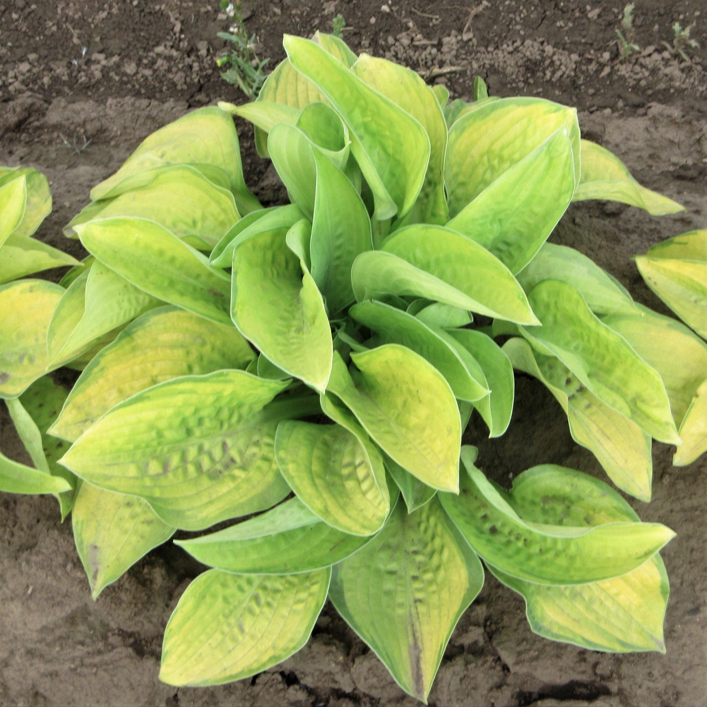 Yellow and Green Hosta Paradigm