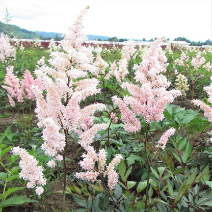 Soft Pink Astilbe