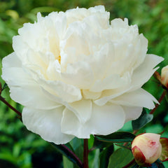 Long-Lived Peony Bulbs For Sale Online | (Fragrant) – Easy To Grow Bulbs