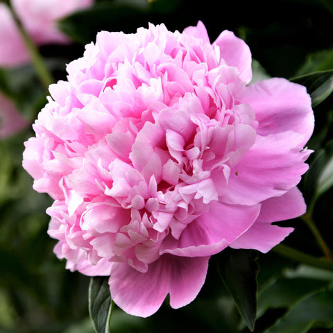 Long-Lived Peony Bulbs For Sale Online | (Fragrant) – Easy To Grow Bulbs