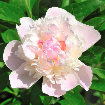 Easy to Grow | Peony Divisions, Fall & Spring Planted Options – Easy To ...