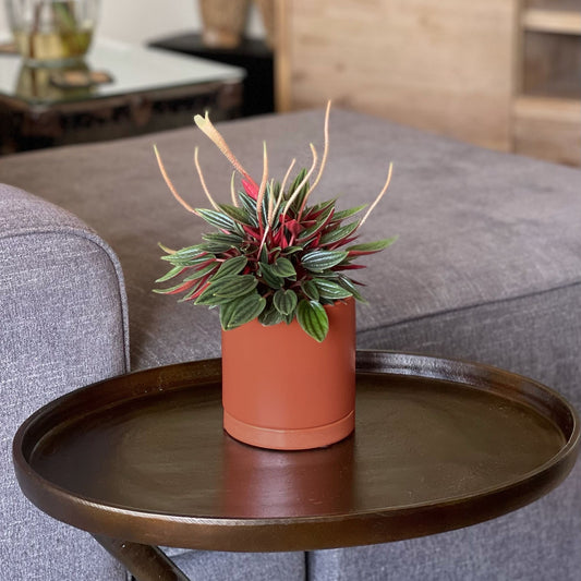 Peperomia Rosso in a terracotta Ceramic Pot