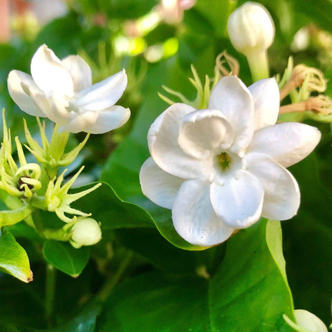 Jasmine Planting & Growing Guide - Easy to Grow – Easy To Grow Bulbs