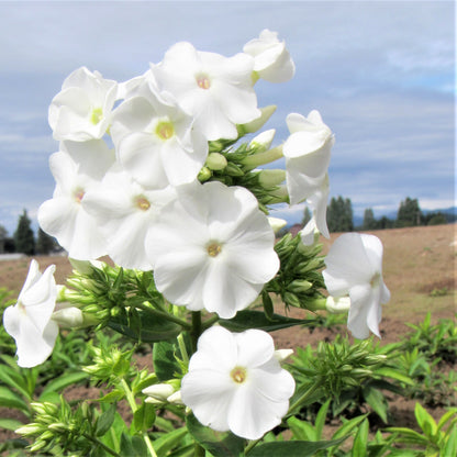 Brilliant Bright White "David" Phlox