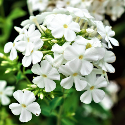 Snowy White "David" Phlox