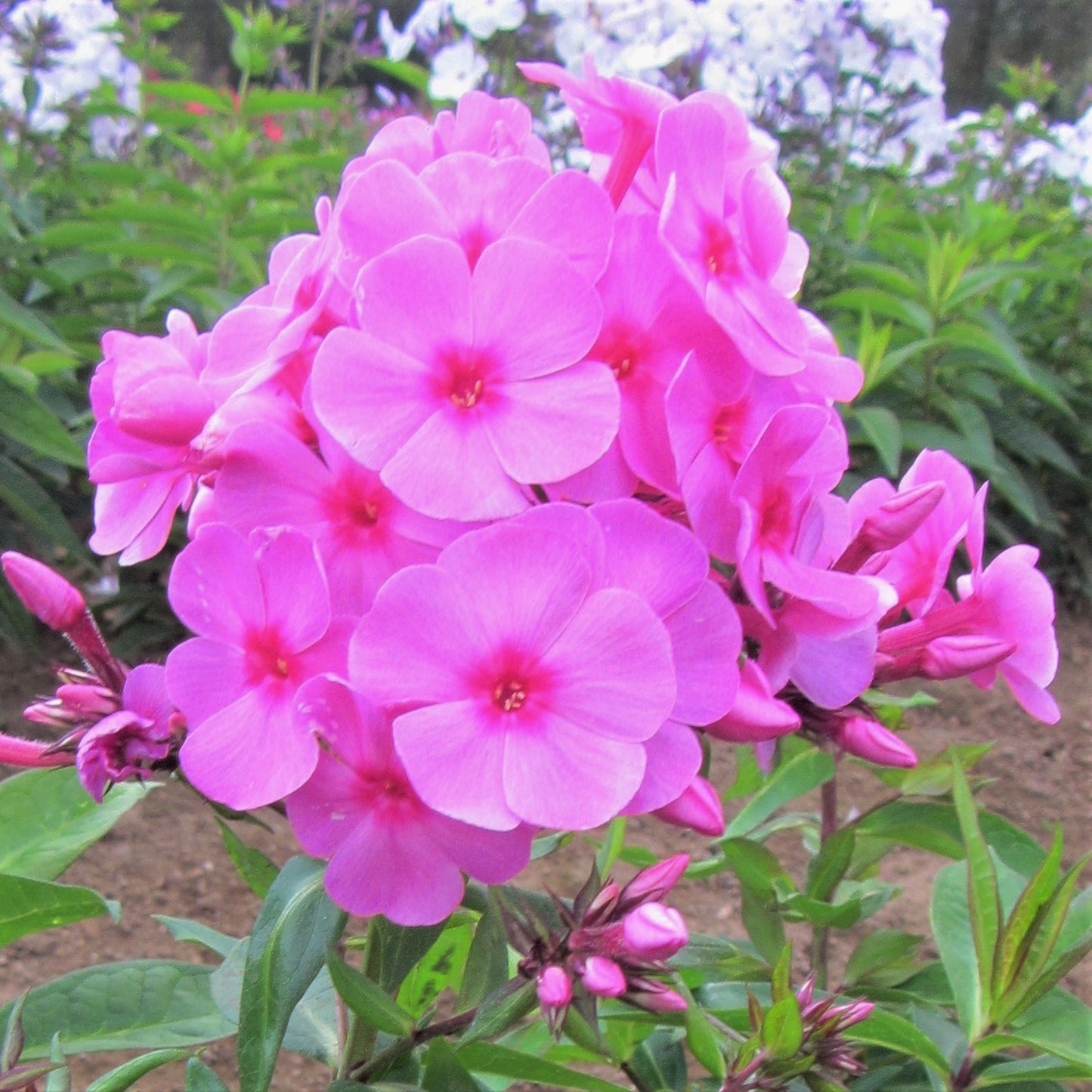 An abundance of bright pink Phlox blooms