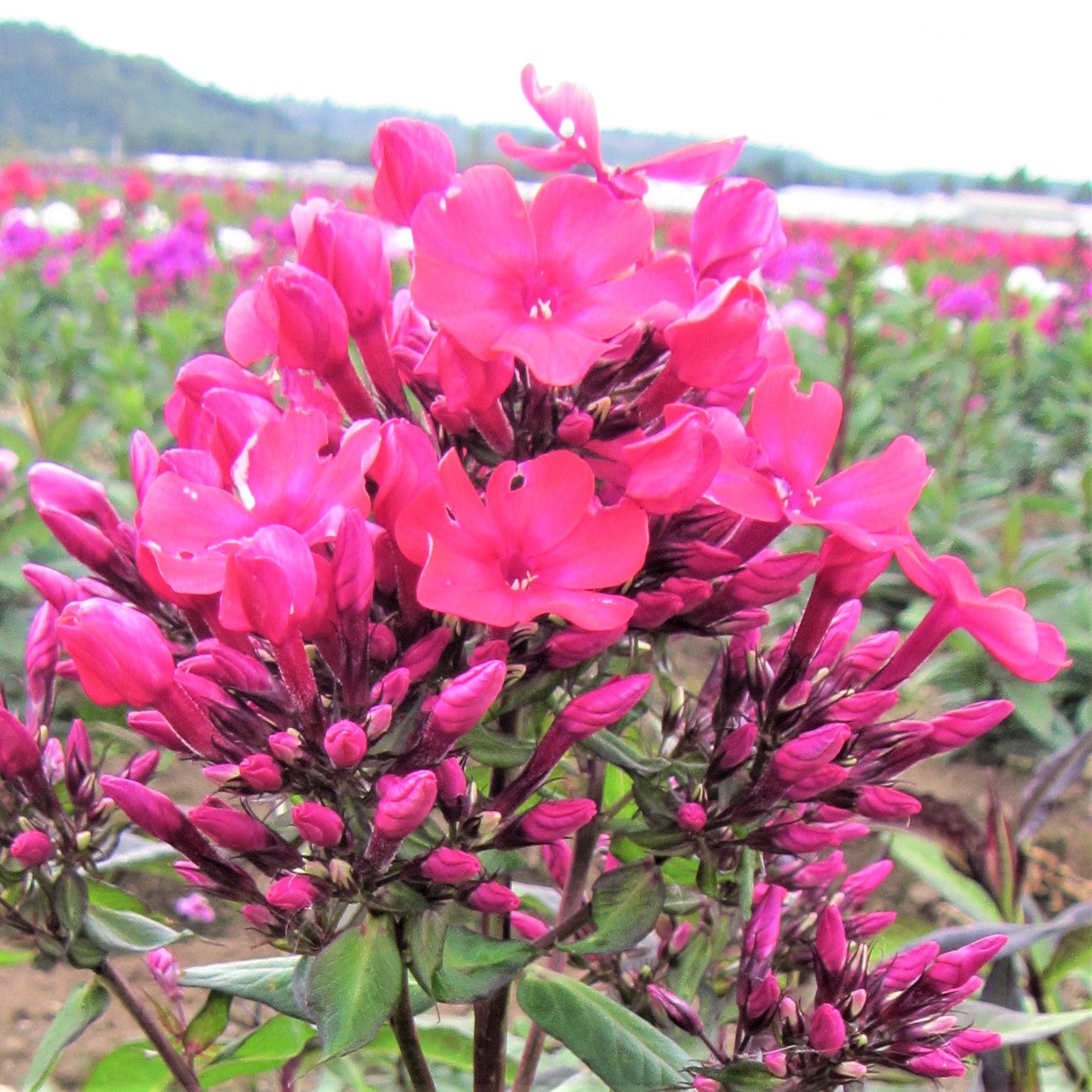 Starfire blooms in a vibrant shade of deep, crimson red with lots of full, rounded flower clusters atop three foot tall stems