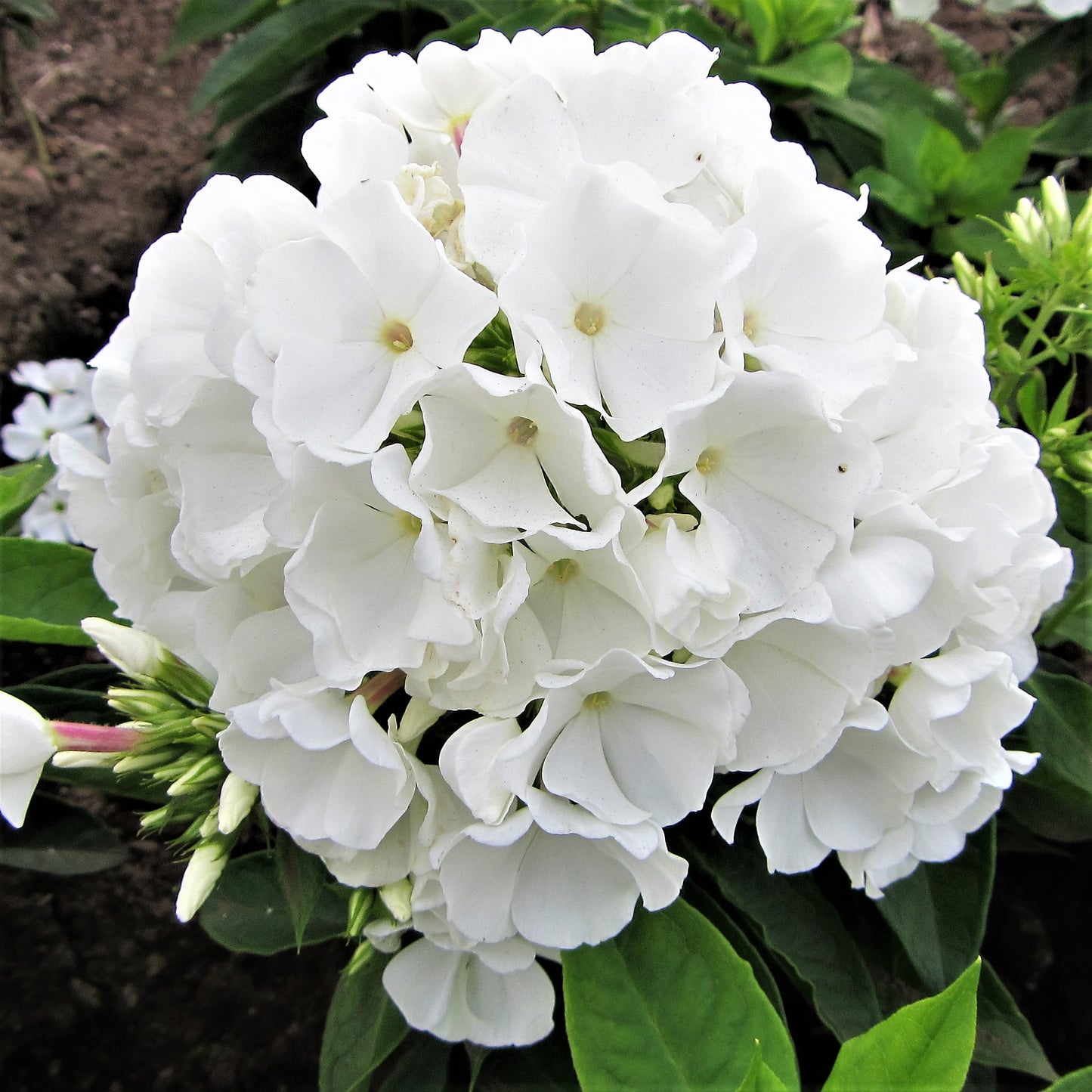 Pure White Cloud-like "White Flame" Phlox