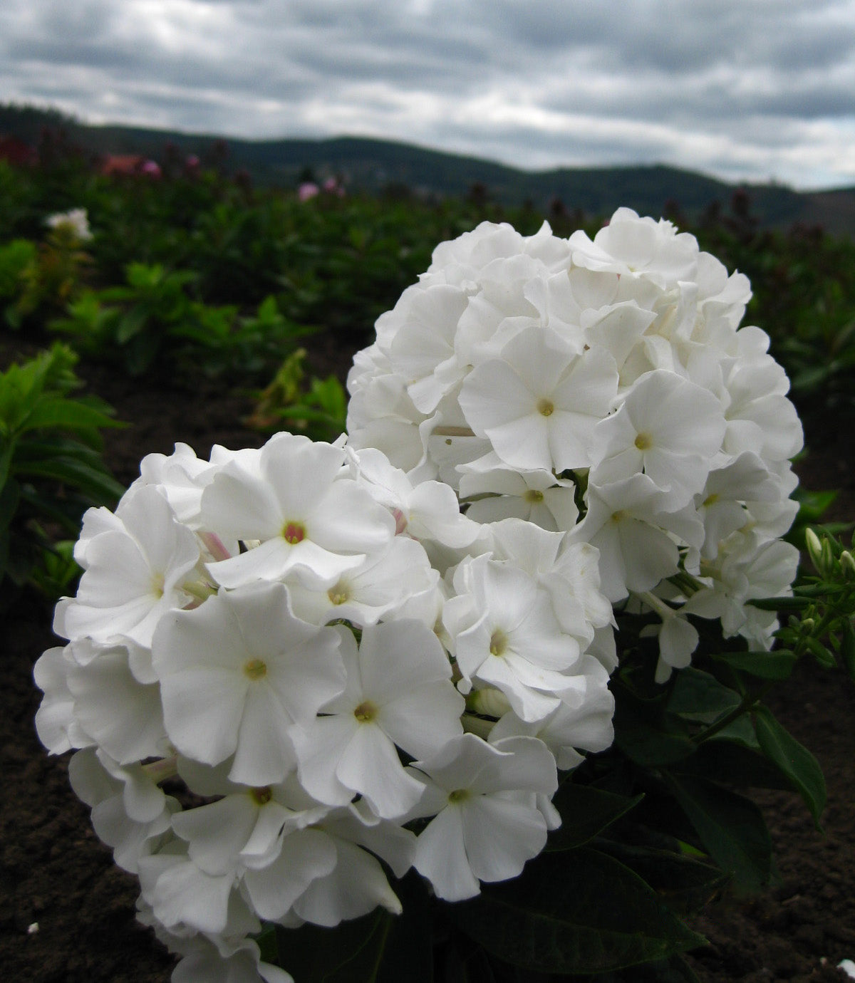 White Flame Phlox