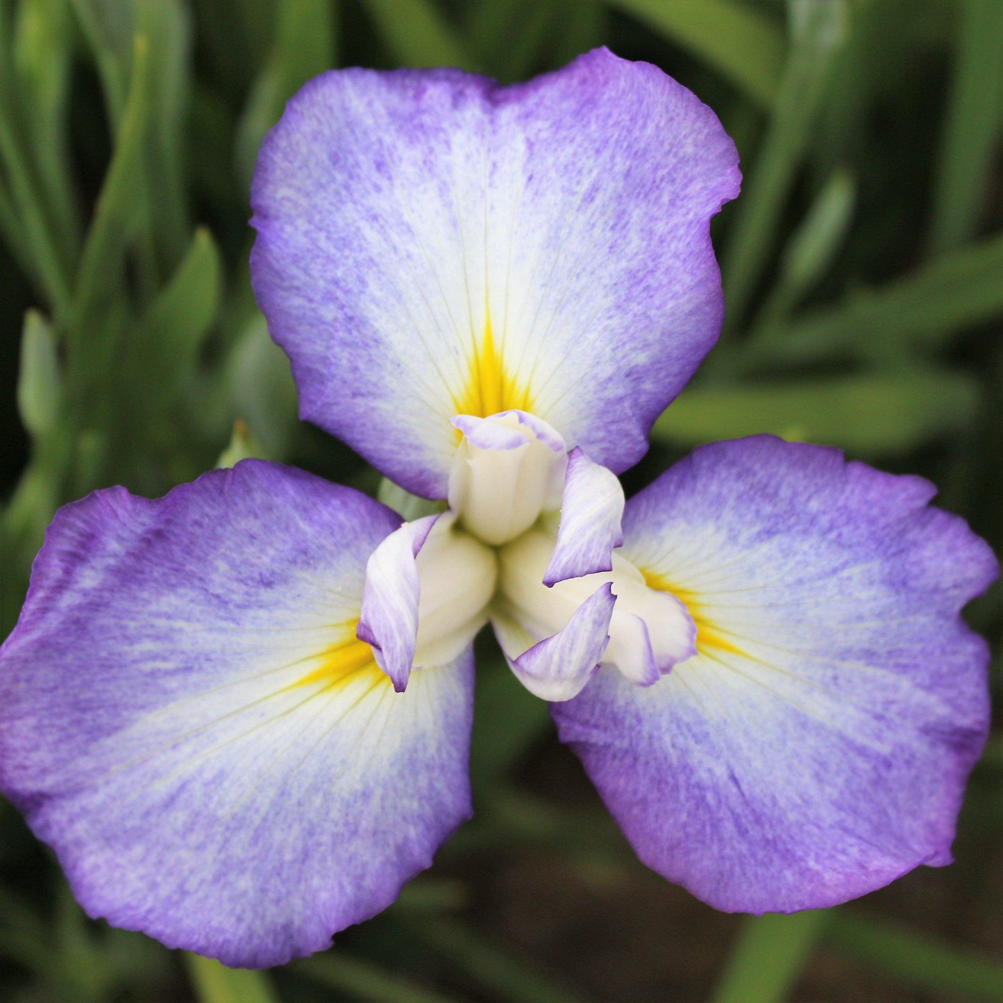 Close Up of Single Japanese Iris Zen Garden Mix