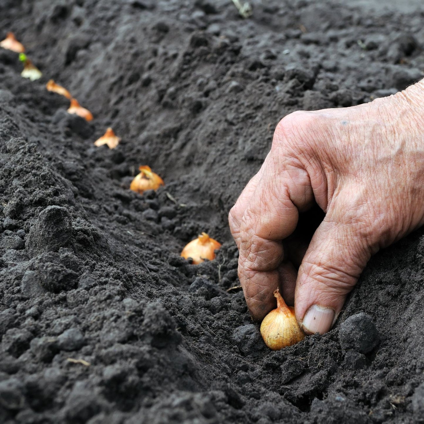 planting onions