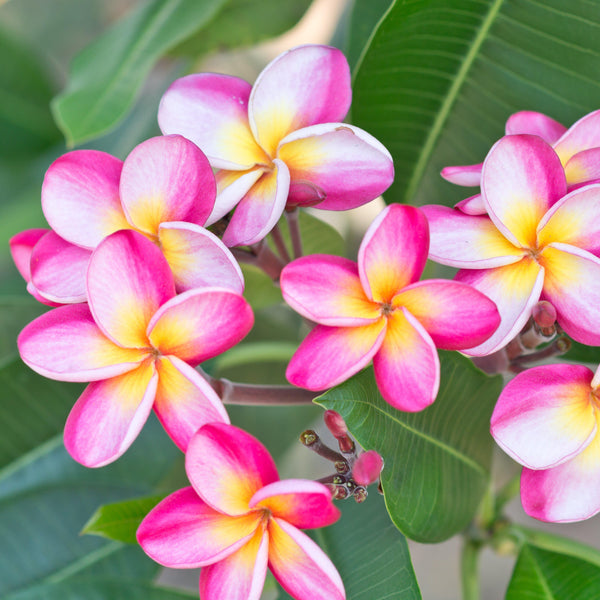 Exotic Rooted Plumeria Plants For Sale Online | Frangipani – Easy To ...