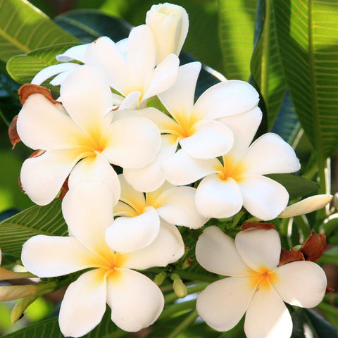 Exotic Rooted Plumeria Plants For Sale Online | Frangipani – Easy To ...