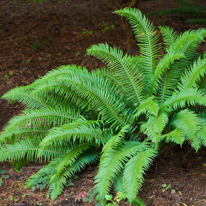 Beautiful & Glossy Fern Plants for Sale | Polystichum Munitum – Easy To ...