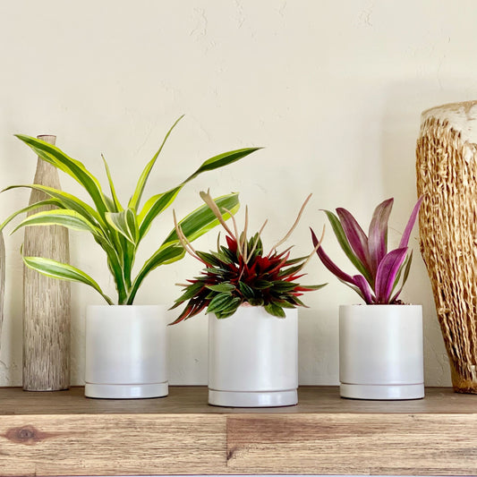 vibrant lemon lime dracaena, peperomia rosso and rhoeo tricolor in white pots