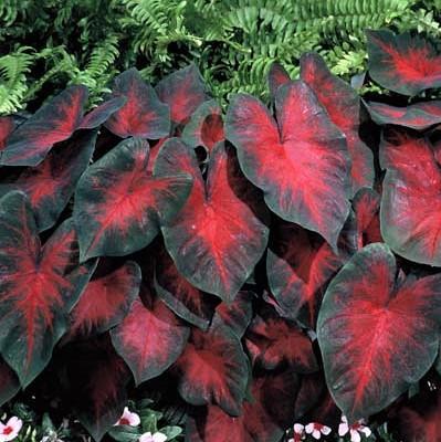 Striking Red Caladium | Postman Joyner