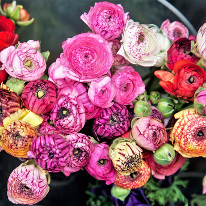 Tecolote Ranunculus Picotee Mix