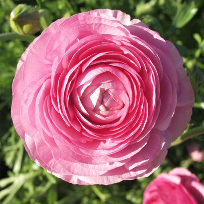 Bright Pink Tecolote® Ranunculus Bulbs for Sale Online | Pink – Easy To ...