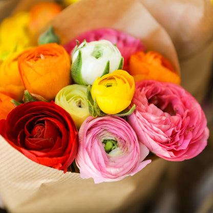 Ranunculus - Tecolote Rainbow Mix